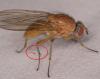 Pegomya testacea